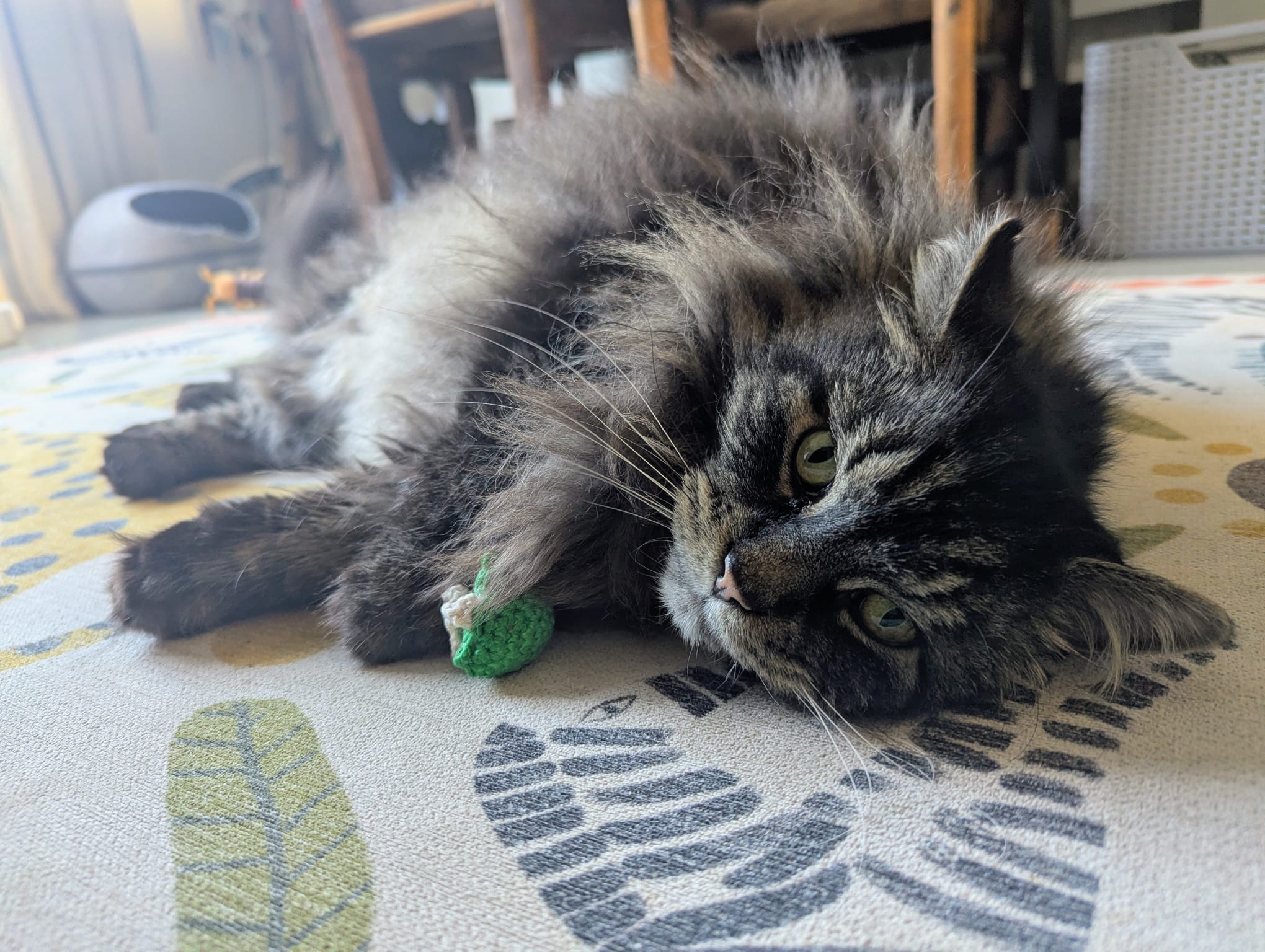 Frankie playing with Yarn & Moggy toy