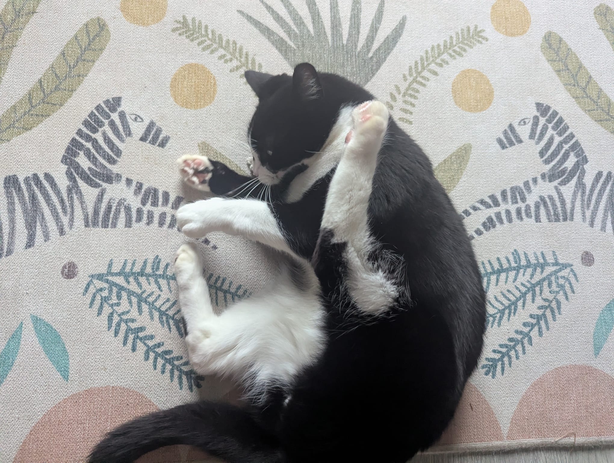 Sam playing with Yarn & Moggy toy